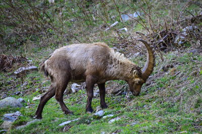 Ibex standing on field