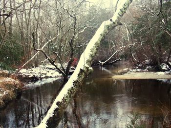 Scenic view of lake in forest during winter