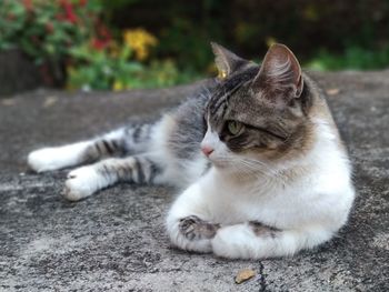 Close-up of cat relaxing outdoors