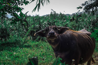 Buffalo in the forest