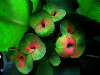 High angle view of apples on plant