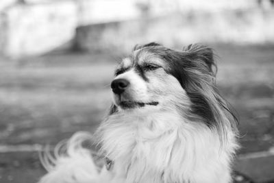 Close-up of a dog looking away