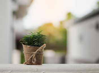 Close-up of potted plant on table against wall