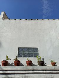 Potted plants on window sill against building