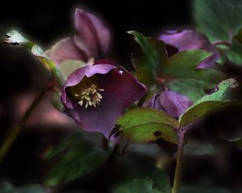 Close-up of purple flowers