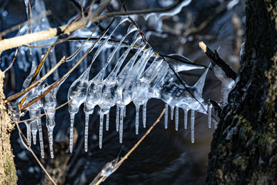 Close-up of icicles on tree trunk during winter