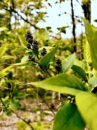 Close-up of fresh green leaves on plant