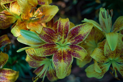 Close-up of flowering plant leaves