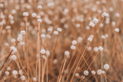 Close-up of plant on field