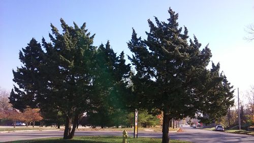 Trees against clear sky