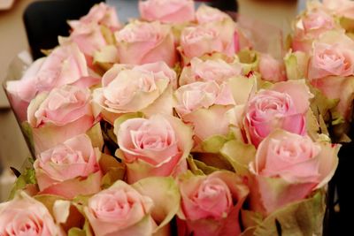 Close-up of pink roses