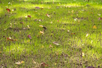 Full frame shot of grassy field