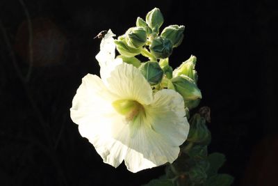 Close-up of flower over black background