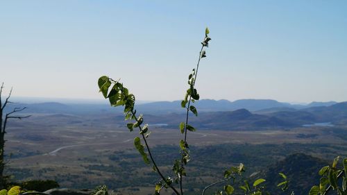 Close-up of fresh green landscape against clear blue sky