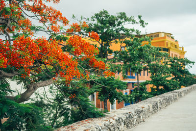 Trees in front of building