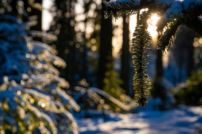 Close-up of icicles on tree in forest during winter