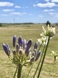 Close-up of purple flowering plant on field