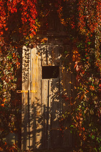 Trees and leaves in park during autumn