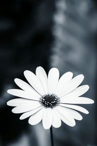 Close-up of flower blooming outdoors