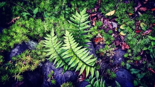 High angle view of fern amidst trees on field