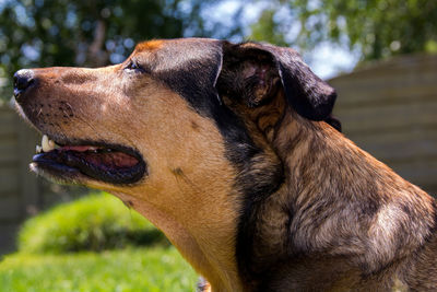 Close-up of dog looking away