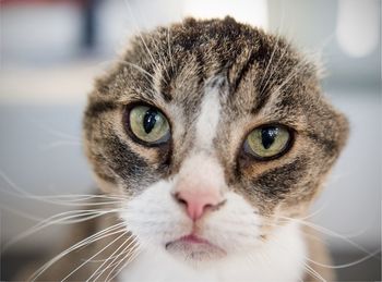 Close-up portrait of cat