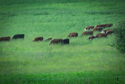 Sheep grazing in a field