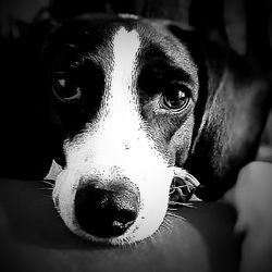 Close-up portrait of dog