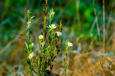 Close-up of flowering plant on field