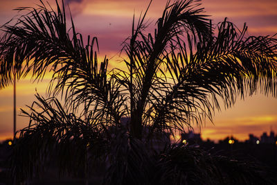 Close-up of silhouette palm trees against sky at sunset