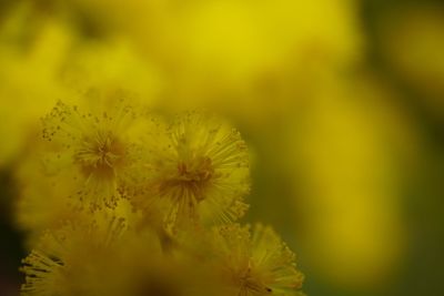 Close-up of yellow flower