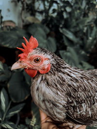 Close-up of rooster