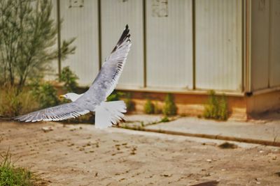 Side view of a bird flying
