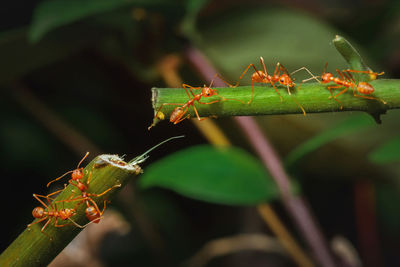 Close-up of ant on leaf