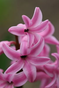 Close-up of pink flower