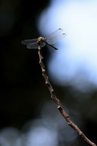 Close-up of dragonfly on twig