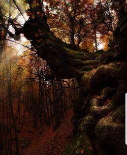 Low angle view of trees in forest during autumn