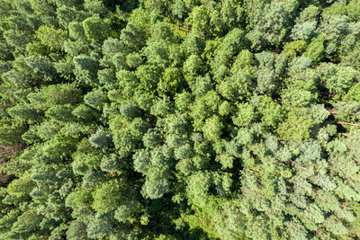 Full frame shot of fresh green plants