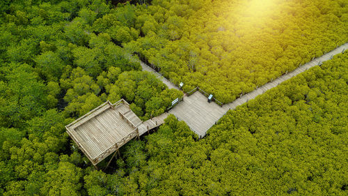 High angle view of trees in forest