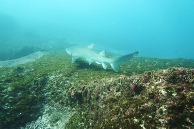 Shark swimming in sea