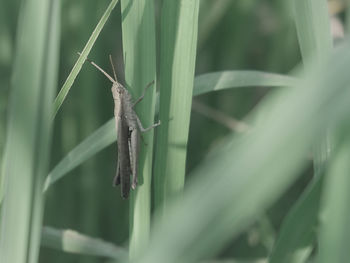 Close-up of insect on plant