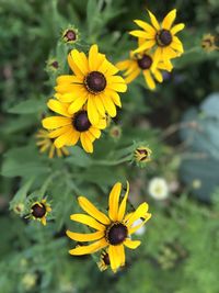 Close-up of yellow flowering plant