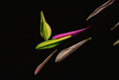 Close-up of flower over black background