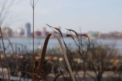 Close-up of grass by lake against sky