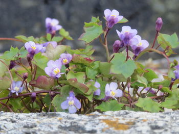 Close-up of flowers blooming outdoors