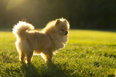 Dogs on grassy field