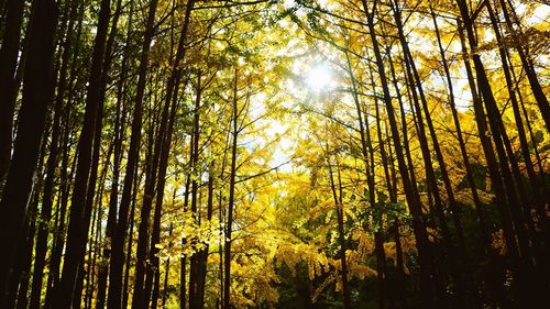 Low angle view of sunlight streaming through trees in forest