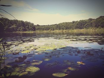 Reflection of trees in lake