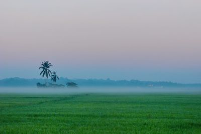 Scenic view of field against sky during foggy weather