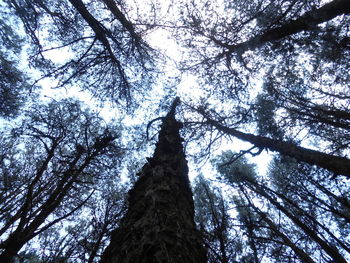 Low angle view of trees in forest